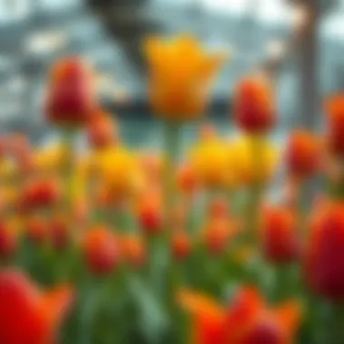 Market Dynamics of Tulip Trading Market dynamics of tulip trading